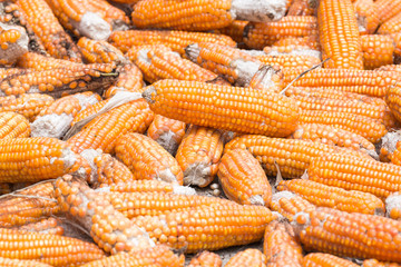 Pile of corns for animal feeding