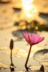 Soleil levant fleur de lotus
