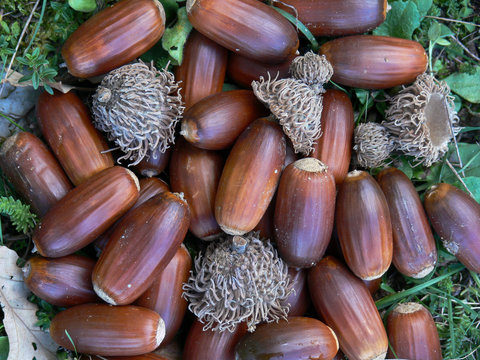 ghiande di cerro (Quercus cerris)