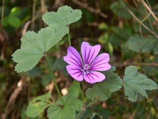 pianta di malva (Malva sylvestris) © paolofusacchia