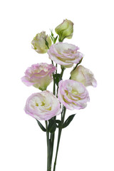 Pink lisianthus or eustoma flowers on white background