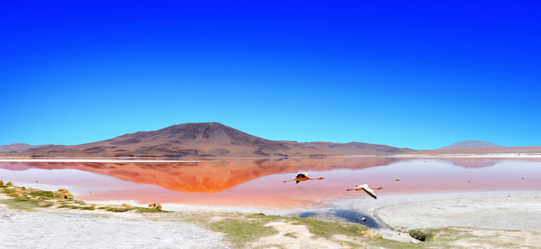 Lagoon flamingo bolivia