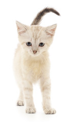 Kitten on a white background