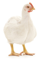 White chicken