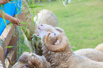 hand feeding ruzi grass for merino sheep in farm