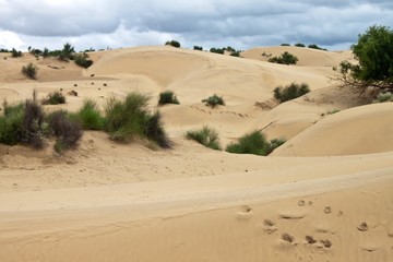 Fototapeta na wymiar Sand dunes at Thar desert