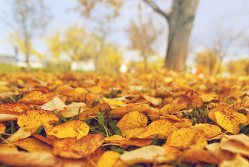 Autumn background