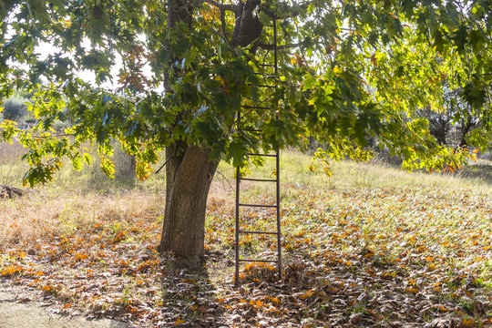 Ladder and tree