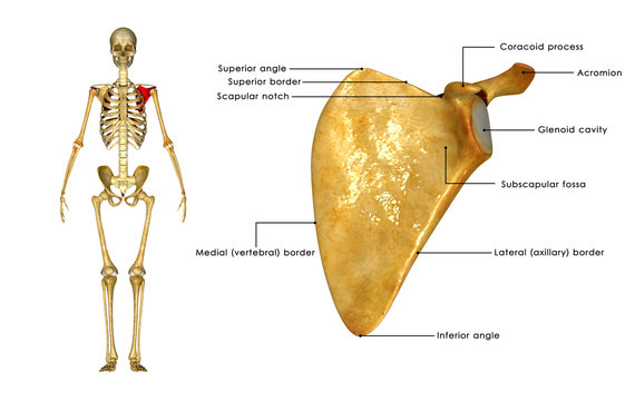Как выглядит лопатка человека Levator Scapula Изображения: просматривайте стоковые фотографии, векторные изобр