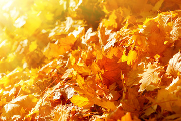 Autumn leaves lit by the afternoon sun on forest path