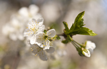 cherry blossom on a tree