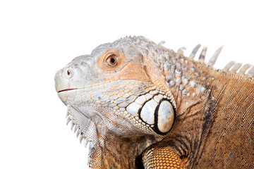 Green Iguana on white