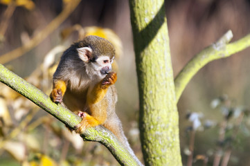 Naklejka na ściany i meble Common squirrel monkey