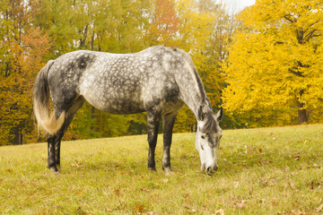 Obraz na płótnie Canvas grazing horse on a glade