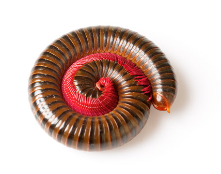 The millipede