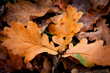 Autumn leafs