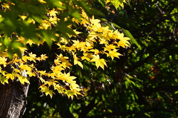 Sunlight in Maple tree