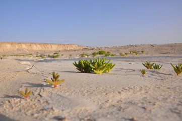 Life in a desert