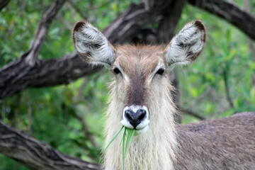 The female Waterbuck eats grass and looking at the camera,