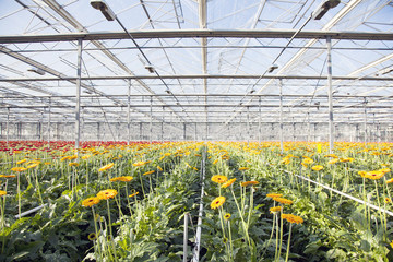 orange and red gerbera in greenhouse with blue sky