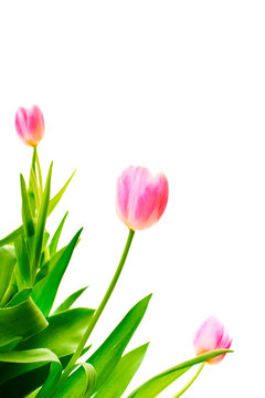 Pink tulip flowers isolated on white