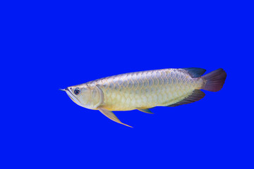 Arowana Fish