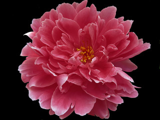 Красный цветок на черном фоне