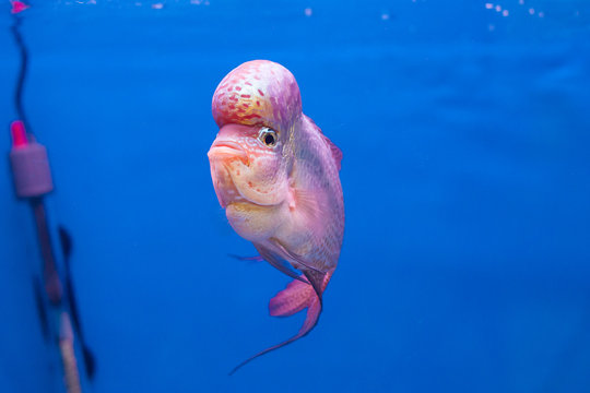 Flower horn fish