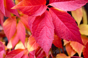 Autumn red colorful tree leaves