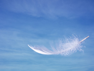 Feather and sky - lightness, softness concept.