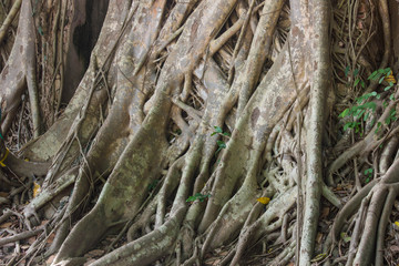 Ficus religiosa (bo tree) root