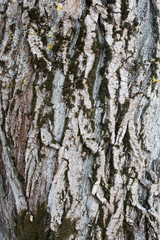 bark pine