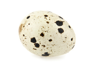quail egg