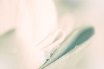 lotus petal closeup background