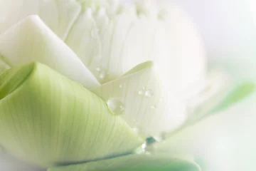 Foto auf Acrylglas Lotus Blume lotus closeup background