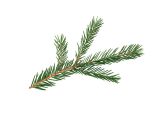 Fir Tree Branch