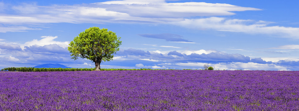Panoramic view of lavender field with tree