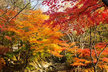 The colors of autumn