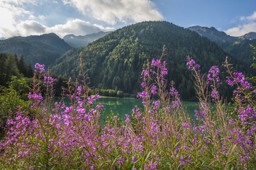 Pink and violet flowers at the lake, Dolomites, Italy