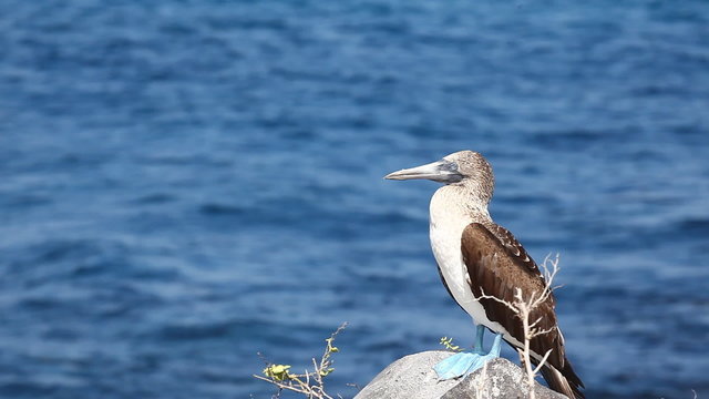 A Blue-footed Booby, Sula nebouxii, in the Galapagos Islands