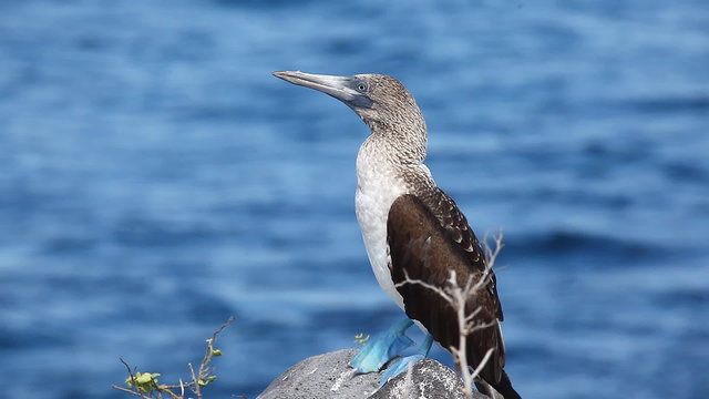 Blue-footed Booby, Sula nebouxii, in the Galapagos Islands