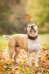 American staffordshire terrier looking at falling leaf in autumn