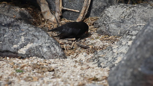 Large Ground Finch, Geospiza magnirostris, from the Galapagos