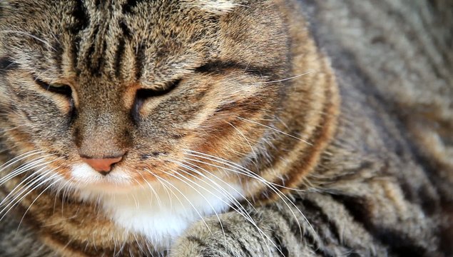 Katze getigert in Nahaufnahme 