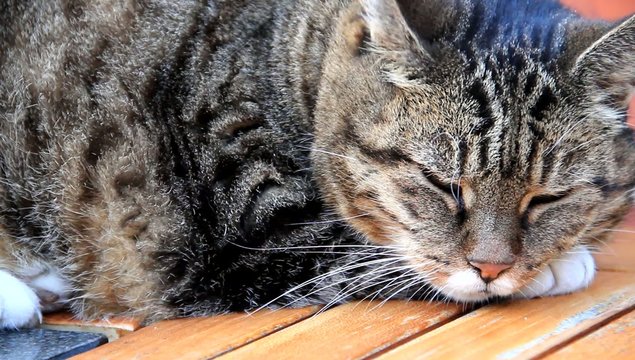 Katze getigert in Nahaufnahme 