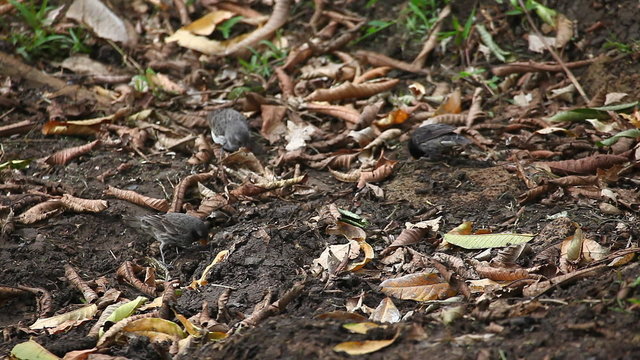 Small Ground Finch, Geospiza fuliginosa, from the Galapagos
