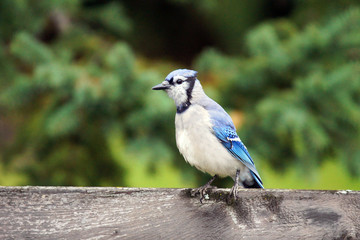 Blue jay on fence