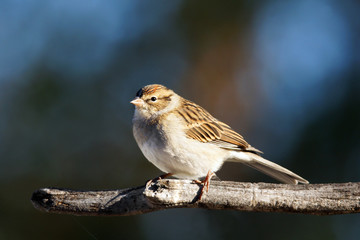 Chipping sparrow on branch