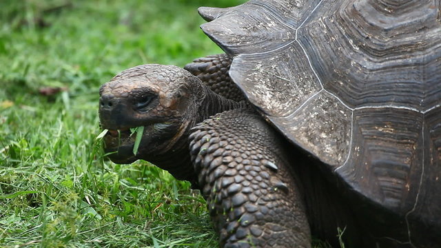 Galapagos Tortoise, Geochelone nigra, feeding
