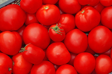 Harvest red tomatoes as background